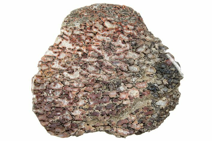 Polished Dinosaur Bone (Gembone) Section - Utah #240704